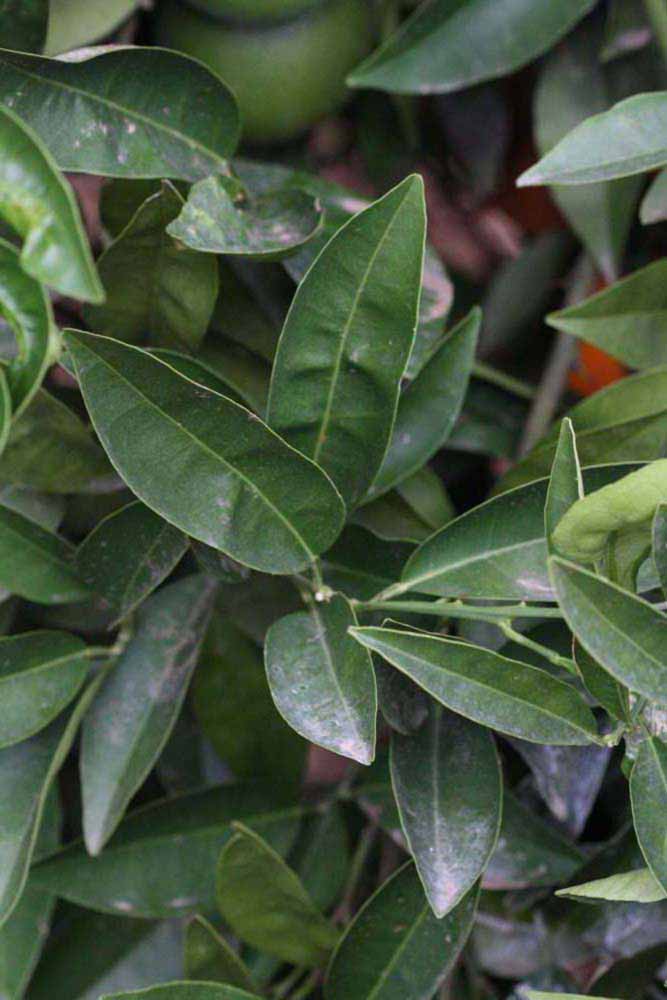              Shade leaves (Riverside, CA)       